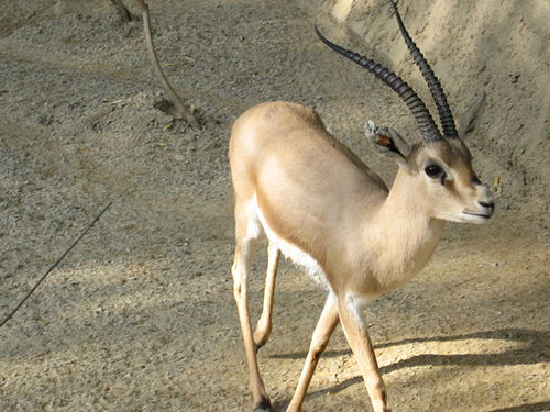 Slender-horned_gazelle_(Cincinnati_Zoo) by FisherQueen (Eigenes Werk)